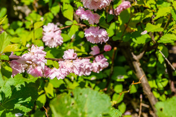 Blossoming branches of the Prunus triloba (Louiseania ulmifolia) on spring