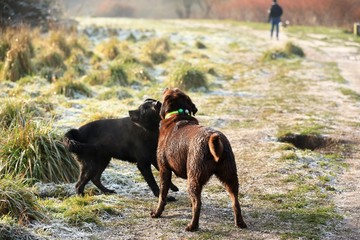 dogs playing in park