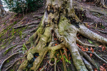 Stamm und Wurzeln einer Buche im Park