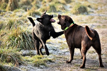 group of dogs