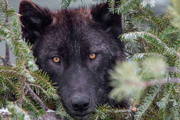 Grey Wolf in Winter