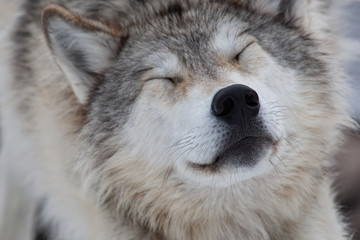 Obraz premium Grey Wolf in Winter