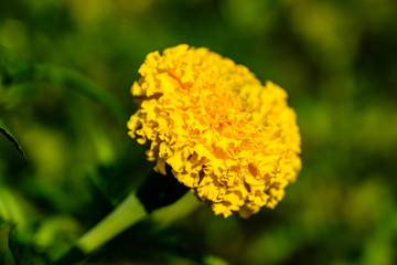 Yellow marigold flower (african marigolds, tagetes erecta) on a flowerbed