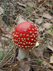 amanita 4
