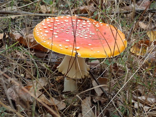 amanita 3