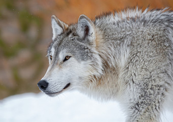 Fototapeta premium Grey Wolf in Winter