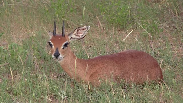 A male Steenbok, dwarf antelope resting in the green grass in South Africa.
