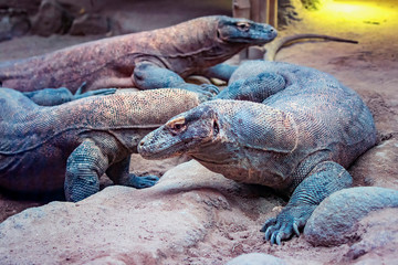 Portrait komodo dragon head close up, Varanus komodoensis. It is wildlife photo. The lizard is huge and beautifully colored. It's a dangerous animal.