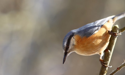 Nuthatch sits on the branch, on a blurry, undefined background