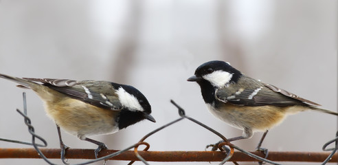 Two Coal tit sit on the fence facing each other, against a light blurred background...