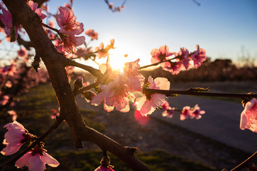 Flowering in the peach fields at sunset. Aitona. Lerida. Spain