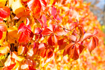 Parthenocissus quinquefolia, known as Virginia creeper, Victoria creeper, five-leaved ivy, or five-finger is grown as an ornamental plant - obrazy, fototapety, plakaty