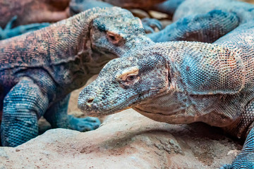 Portrait komodo dragon head close up, Varanus komodoensis. It is wildlife photo. The lizard is huge and beautifully colored. It's a dangerous animal.
