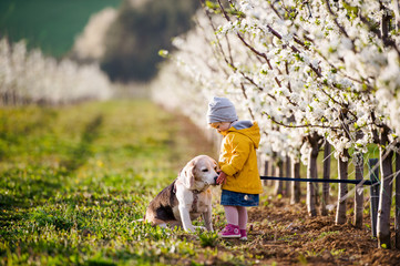 A small toddler girl with a dog in orchard in spring.