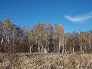 Spring. Forest neat Protvino town, Moscow region, Russia