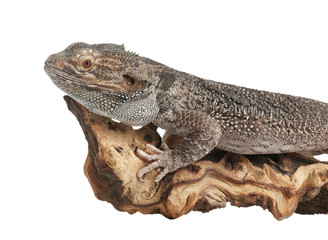 Bearded lizard (Pogona barbata) and tree branch isolated on white, closeup. Exotic pet