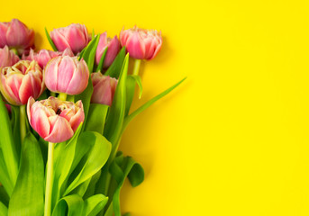 Pink tulips on a yellow background. March 8th, Happy Women's Day. The concept of spring. There is a place for text.