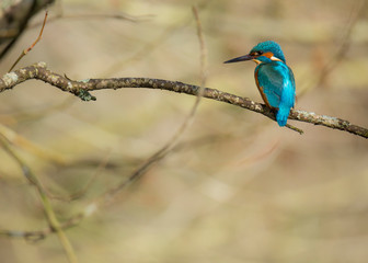 Kingfisher (Alcedo atthis) also known as 