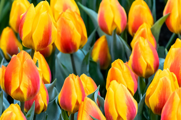Frühe rot orange Tulpe Flair