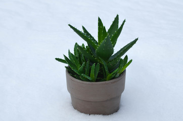 Gold tooth aloe (Aloe nobilis) potted succulent houseplant outside in winter snow