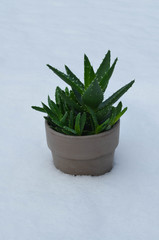 Gold tooth aloe (Aloe nobilis) potted succulent houseplant outside in winter snow