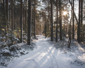 Winter landscape, snowy road in the spruce forest