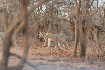 Female lion, lioness in the wilderness of Africa