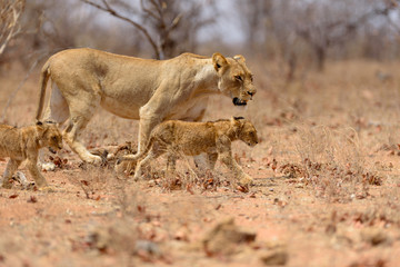 Lion with cubs, lion with baby lions in the wilderness of Africa
