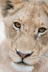 Young lion, juvenile lions in the wilderness of Africa