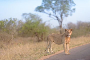 Young lion, juvenile lions in the wilderness of Africa