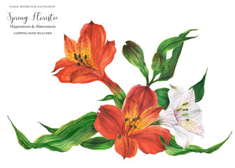 Garland vignette with red and white peruvian lily flowers, realistic watercolor illustration with clipping path