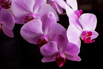 Fototapeta premium Bright pink orchids on a black background. Beautiful pink and white orchids isolated on a black background. Phalaenopsis. Colorful pink orchid close-up.