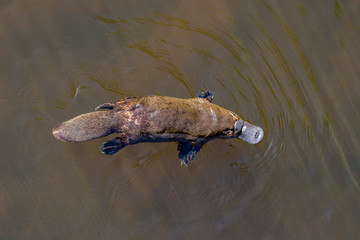 Burnie, Tasmania, Australia: March 2019: Platypus (Ornithorhynchus anatinus) sviming in the river.