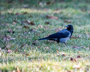 Raven