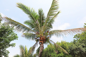 Coconut Trees on Wuzhizhou Island, Sanya, Hainan, China