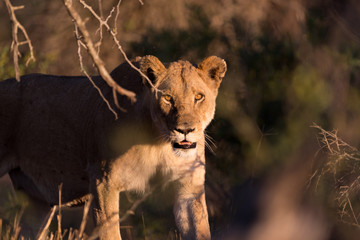 Female lion, lioness in the wilderness of Africa