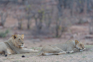 Female lion, lioness in the wilderness of Africa