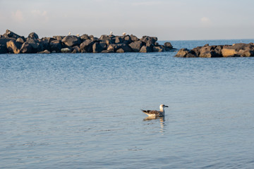 Seagull sitting on the blue sea. Birds