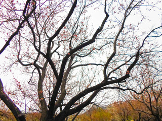 Apricot tree buds close-up. Leaves bloom in spring on a tree.