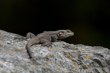 lizard on rock