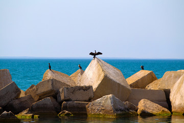 Seagulls on square stones in a turquoise sea and a ship on the background