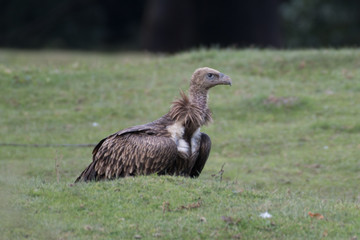 Himalayan vulture or Himalayan griffon vulture is an Old World vulture in the family Accipitridae. Closely related to the European griffon vulture 
