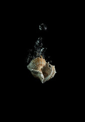 Immersion of a shell in water on a black background