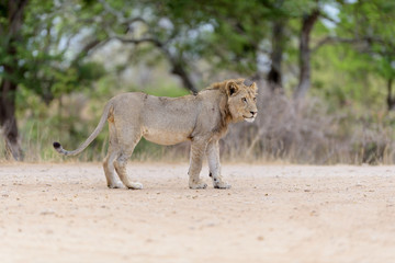 Young lion, juvenile lions in the wilderness of Africa