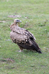Himalayan vulture or Himalayan griffon vulture is an Old World vulture in the family Accipitridae. Closely related to the European griffon vulture 