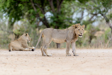 Naklejka premium Young lion, juvenile lions in the wilderness of Africa