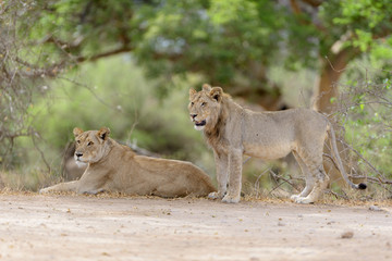Fototapeta na wymiar Female lion, lioness in the wilderness of Africa