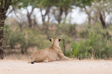 Female lion, lioness in the wilderness of Africa