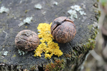 Two walnuts nuts on the tree trump