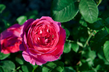 Beautiful red roses in the garden. A flower with small insect illuminated by the sun. Can be used to create a postcard. Floral background.